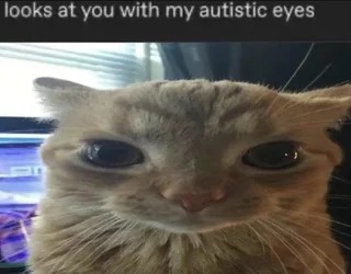 beautiful cat