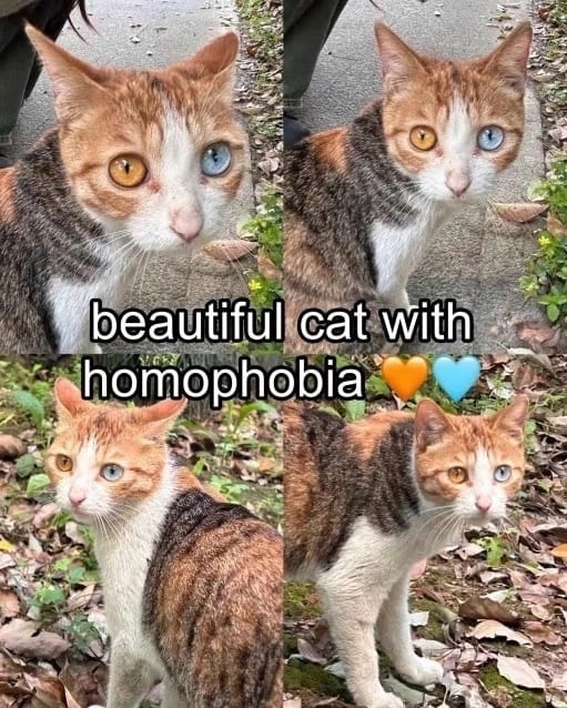 beautiful cat