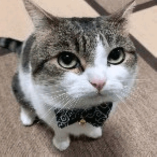 funny cat