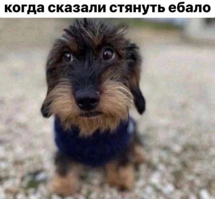 funny dog with funny caption